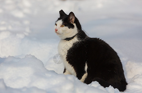 冬天的雪中猫出来图片