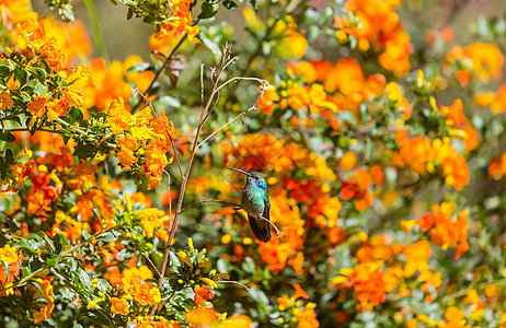 洲哥斯达黎加五颜六色的蜂鸟图片