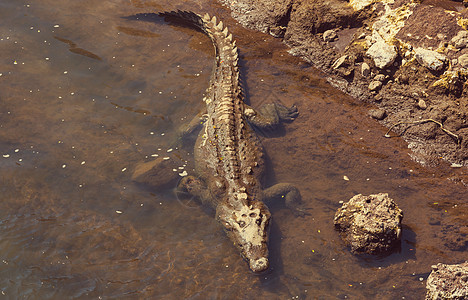 洲哥斯达黎加鳄鱼图片