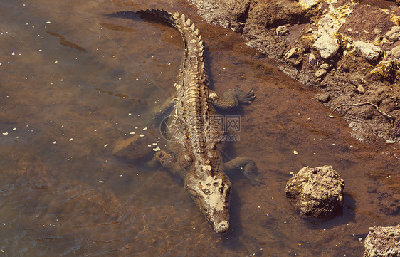 洲哥斯达黎加鳄鱼图片