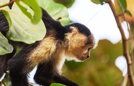 洲哥斯达黎加的白脸卷尾猴森林图片
