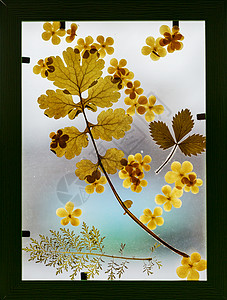 套植物标本室野生干压花叶子背景图片