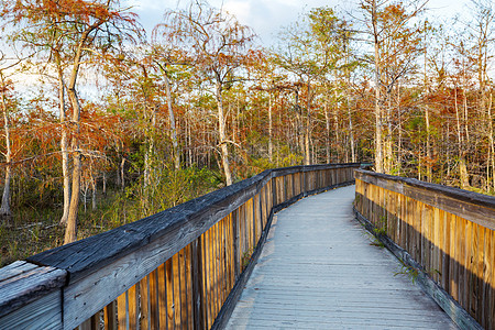 大沼泽地的木板路沼泽的木板行走大沼泽地公园,佛罗里达州,美国背景图片
