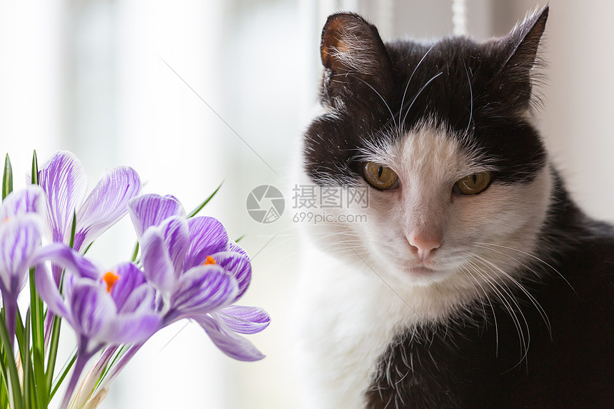 猫花猫闻花高清图片下载 正版图片 摄图网