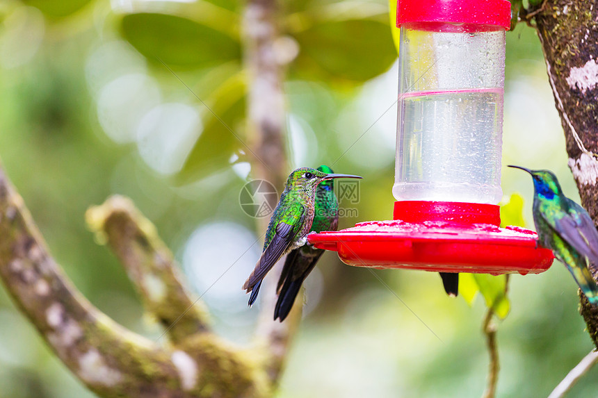 科利布里洲哥斯达黎加五颜六色的蜂鸟图片