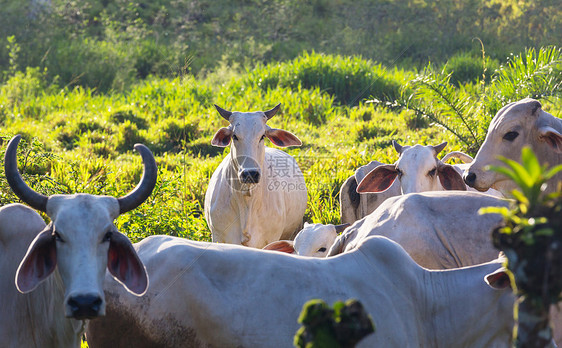 的奶牛泽布奶牛哥斯达黎加的个农场图片