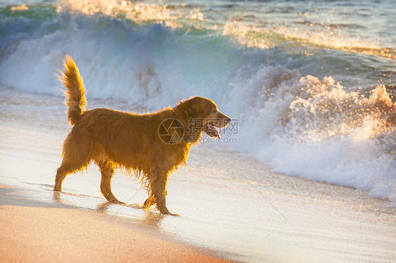 海滩上的狗海滩上的狗图片