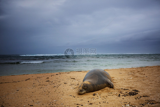 密封相当放松的海豹海滩,夏威夷,美国图片