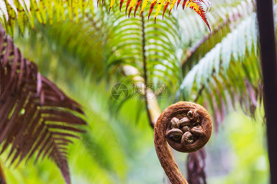 蕨类植物夏威夷热带雨林中巨大的蕨类植物图片