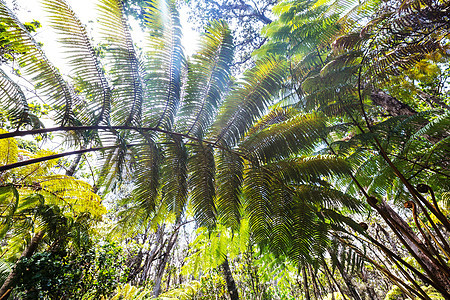 蕨类植物夏威夷热带雨林中巨大的蕨类植物图片