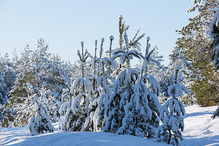 冬天的森林风景秀丽的雪覆盖森林冬季很适合诞节背景图片