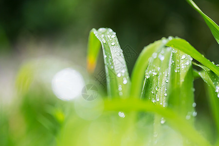 露珠绿草带露珠特写自然的夏天背景图片