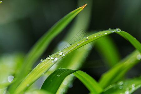 露珠绿草带露珠特写自然的夏天背景图片