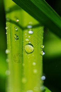 露珠绿草带露珠特写自然的夏天背景图片