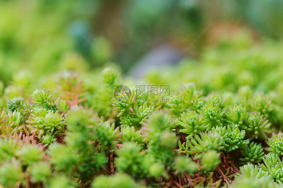 绿色的草明媚的春天绿草田图片