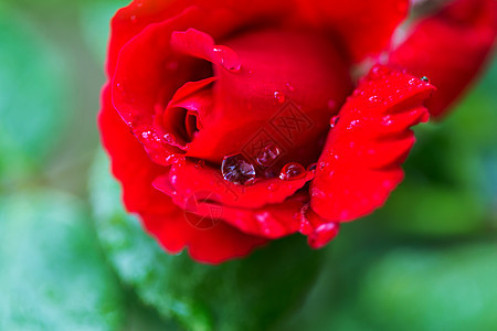 玫瑰粉红色玫瑰,美丽的自然背景图片