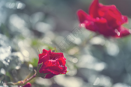 玫瑰粉红色玫瑰,美丽的自然背景图片
