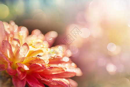 鲜花美丽的花朵的特写镜头适合花卉背景图片