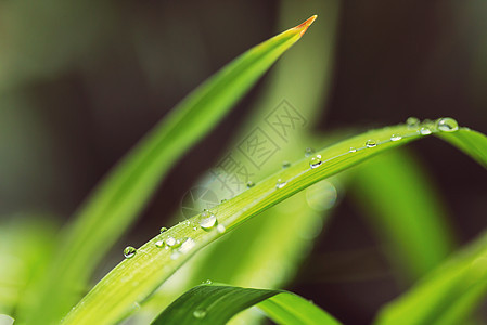 露珠绿草带露珠特写自然的夏天背景图片