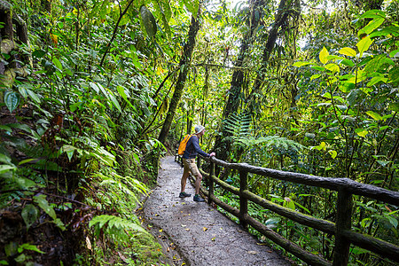 哥斯达黎加的徒步旅行徒步旅行绿色热带丛林,哥斯达黎加,洲图片