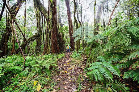 夏威夷徒步旅行徒步旅行者绿色丛林,夏威夷,美国图片