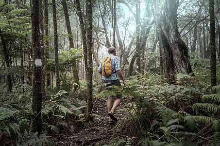蕨类植物夏威夷徒步旅行徒步旅行者绿色丛林,夏威夷,美国背景