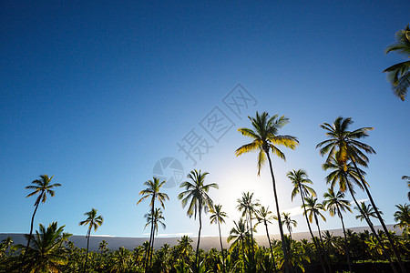 棕榈种植园热带岛屿上的棕榈种植园图片