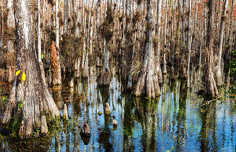 大沼泽地的森林典型的柏树森林大沼泽地公园,佛罗里达州图片