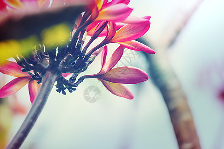 热带花卉夏威夷花园图片