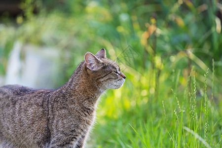 猫草地上绿草地上的猫图片