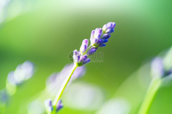 薰衣草绿色背景上薰衣草的花图片