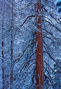 冰冻的树冬天风景如画的白雪覆盖的森林图片