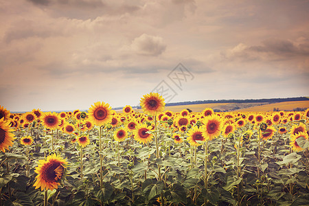 向日葵,葵花sunflower的名词复数图片