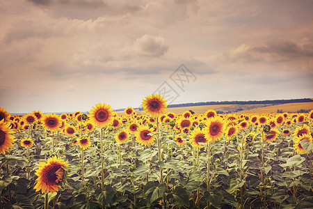 向日葵,葵花sunflower的名词复数图片