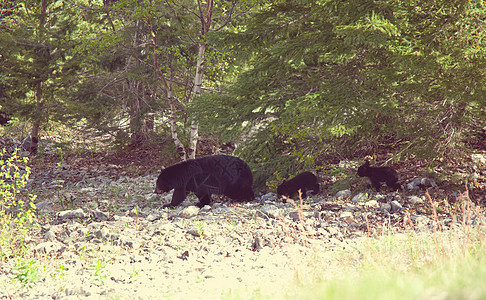 黑熊森林里的黑熊图片
