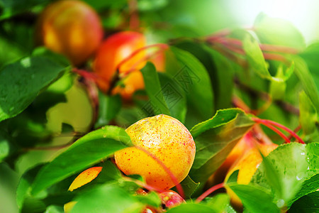 杏子夏天花园里杏树绿叶的树枝背景图片