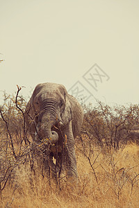 大草原的大象图片