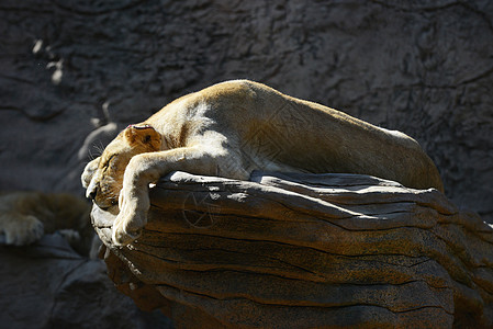 狮子热带动物园的岩石上休息图片