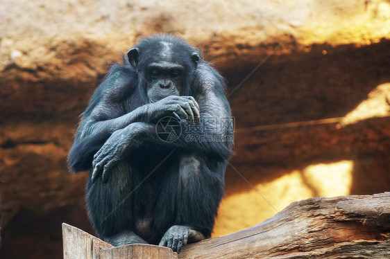 大猩猩大猴子住热带公园图片