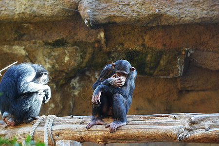黑猩猩大猴子住热带公园图片