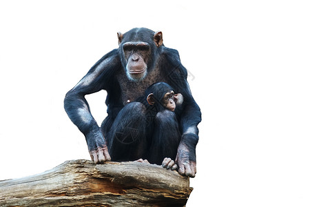 黑猩猩大猴子住热带公园图片