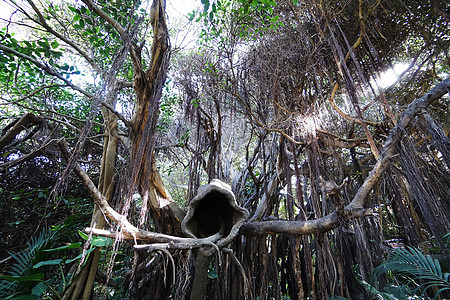 热带森林,老树棕榈树爬行动物图片
