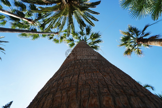 棕榈树抗蓝色的热带天空图片