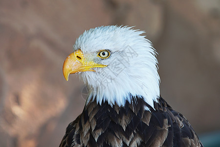 白色头部黄色喙的棕色猎物鸟的肖像食肉鸟图片