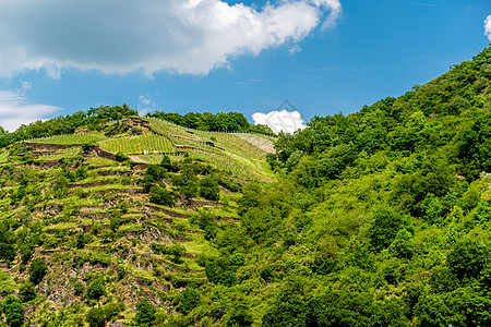 德国莱茵河谷莱茵峡谷的葡萄园图片