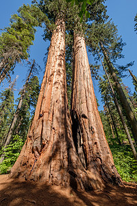 加州大树州公园的红杉树加州,美国图片