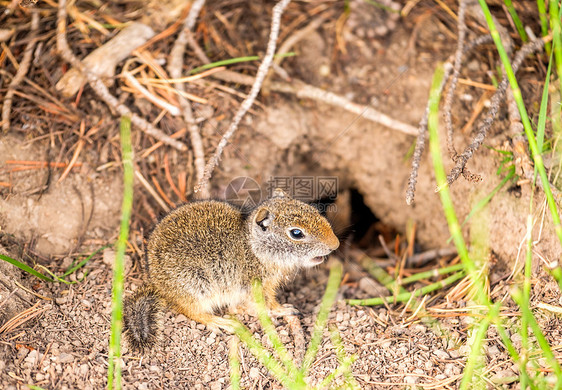 美国怀俄明州大提顿公园的Uinta地松鼠图片