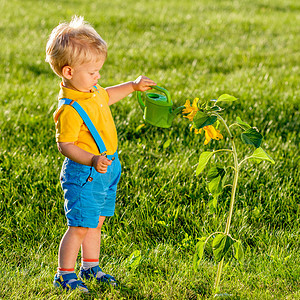 户外幼儿的肖像农村场景与岁的小男孩用浇水罐向日葵图片