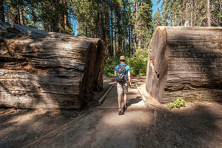 游客背包徒步旅行卡拉韦拉斯大树州立公园加州,美国图片