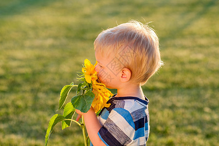 岁的小男孩看着向日葵户外幼儿的肖像农村场景,岁的小男孩看着向日葵图片
